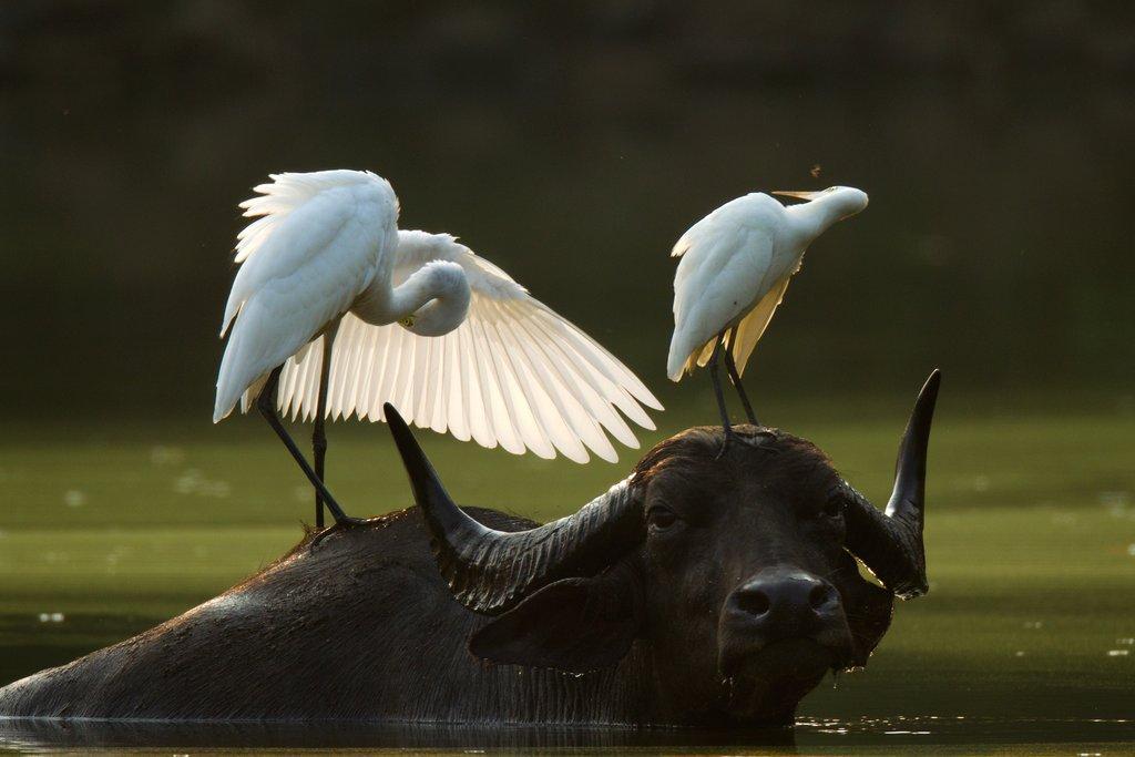 Egrets resting on a water buffalo at Barnawapara Wildlife Sanctuary