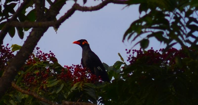 Bastar Hill Myna perched in the forest canopy of Kanger Valley National Park